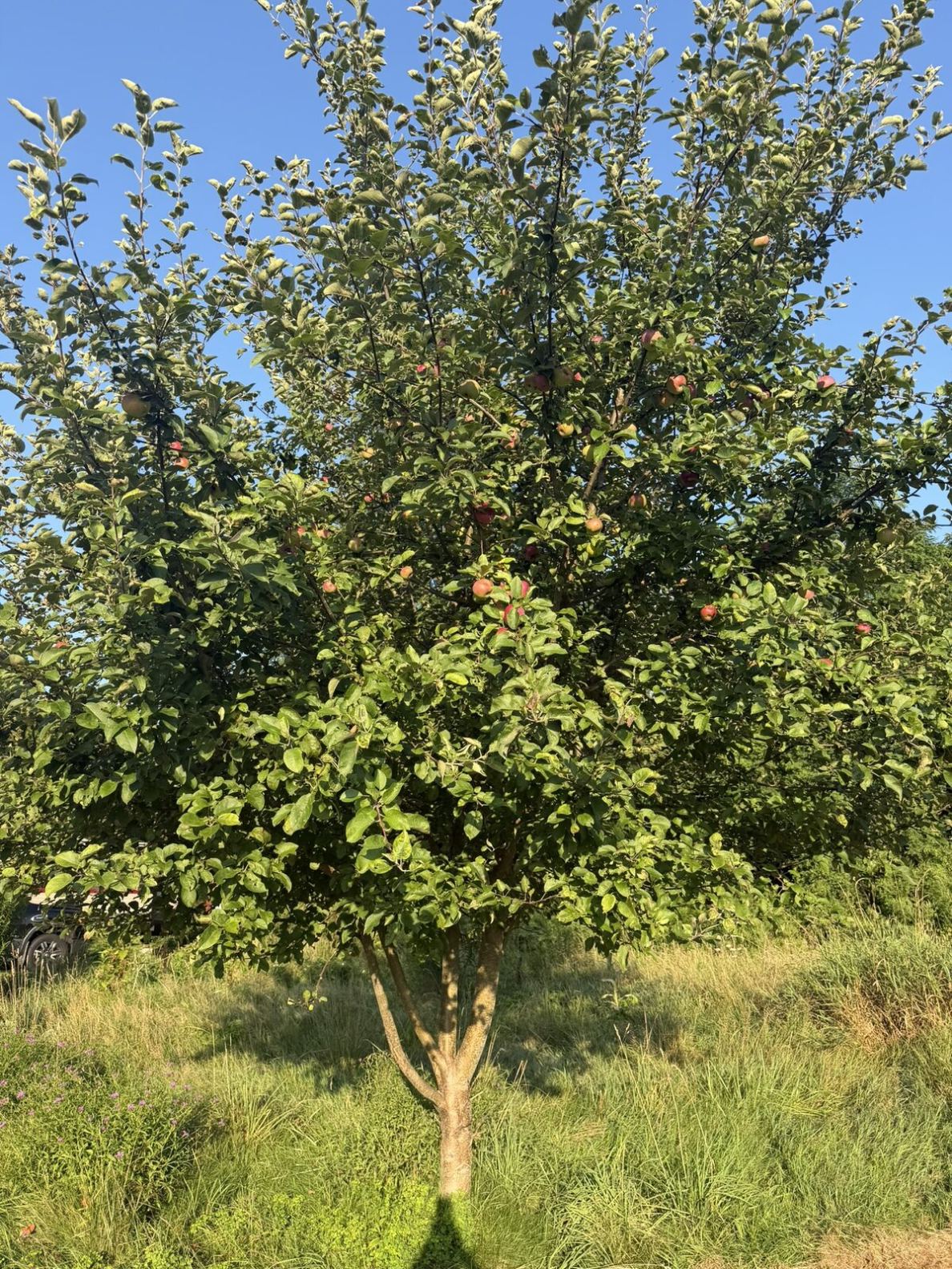 16 established apple tree