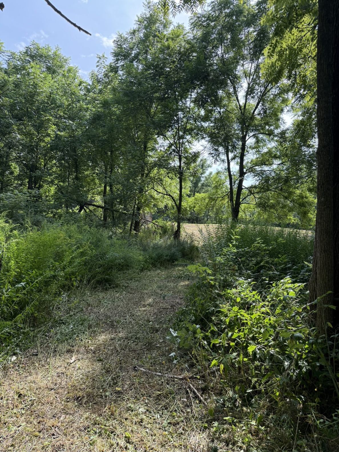 15 woodland path