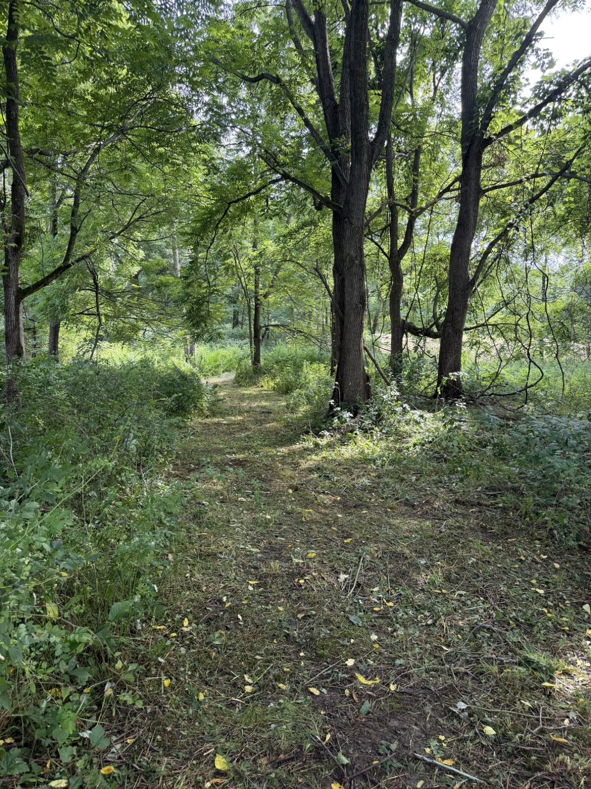 14 wooded access